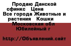  Продаю Данской сфинкс › Цена ­ 2 000 - Все города Животные и растения » Кошки   . Московская обл.,Юбилейный г.